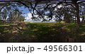 琵琶湖湖岸の360度写真 松林(VR360°素材) 琵琶湖湖岸の360度写真 松林(VR360°素材) 49566301