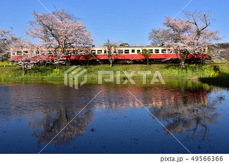 千葉県、春の小湊鉄道飯給駅と桜 49566366