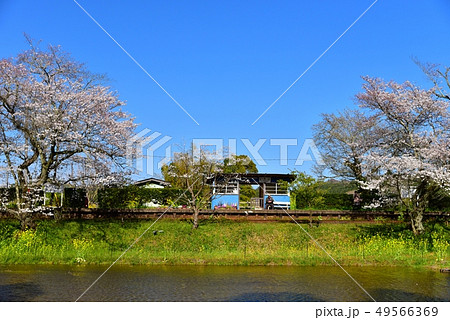 千葉県、春の小湊鉄道飯給駅と桜 49566369