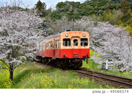 千葉県、小湊鉄道と桜 49566374