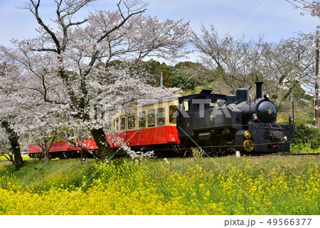 千葉県、春の小湊鉄道飯給駅 49566377