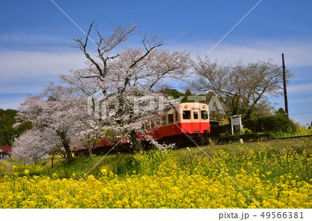 千葉県、春の小湊鉄道飯給駅 49566381