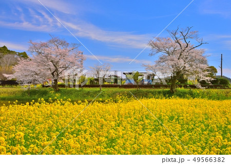千葉県、春の小湊鉄道飯給駅 49566382