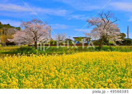千葉県、春の小湊鉄道飯給駅と桜 49566385