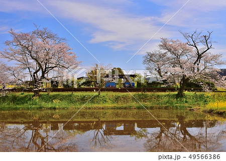 千葉県、春の小湊鉄道飯給駅と桜 49566386