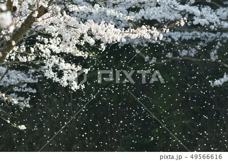 桜・ソメイヨシノ・満開・四月・花吹雪・桜吹雪・快晴・ボケ・玉ボケ 49566616