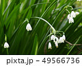 スズランスイセン 49566736
