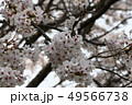 ソメイヨシノ　 49566738