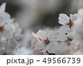 ソメイヨシノ 49566739