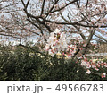 さくら 49566783