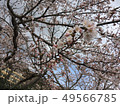桜満開 49566785