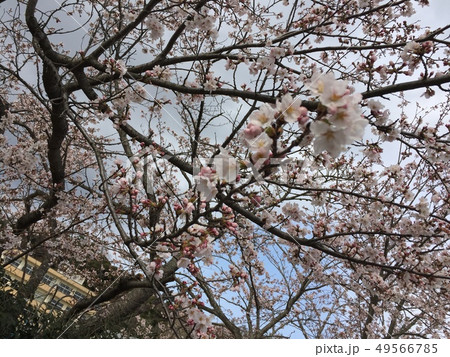 桜満開 桜満開 49566785