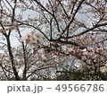 sakura 49566786