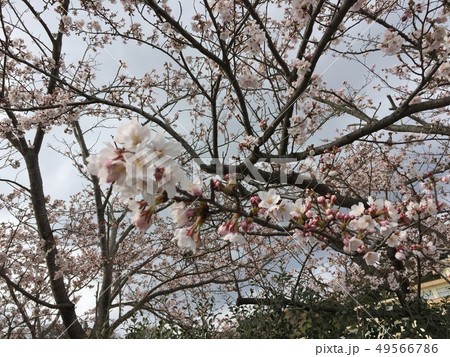 sakura sakura 49566786