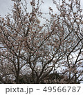 さくらいっぱい 49566787