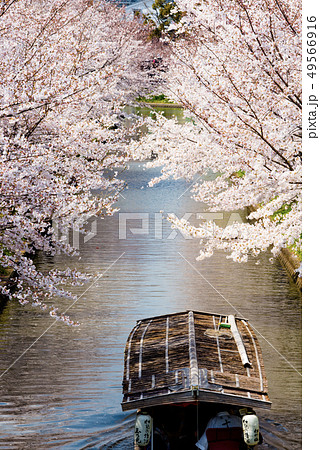 京都 伏見十石舟と桜 京都 伏見十石舟と桜 49566916