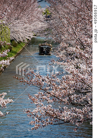 京都 伏見十石舟と桜 京都 伏見十石舟と桜 49566917