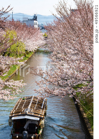京都　伏見十石舟と桜 49566921