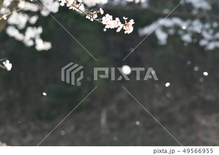 桜・ソメイヨシノ・満開・花吹雪・桜吹雪・快晴・四月・ボケ・玉ボケ 49566955