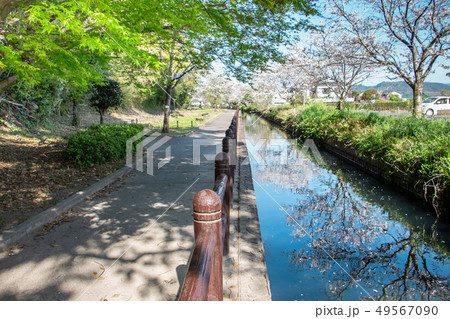 桜と山紅葉　水面の桜並木 49567090
