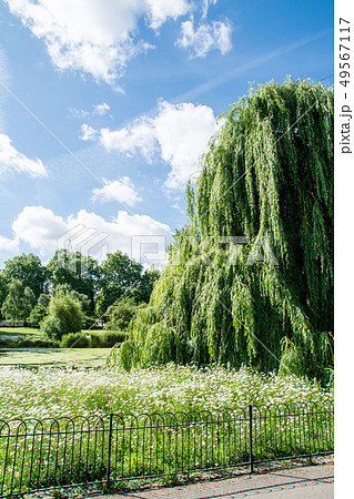満開の小さい白い花々と枝垂れた葉の大きな木 ロンドンセントジェームズ公園にての写真素材
