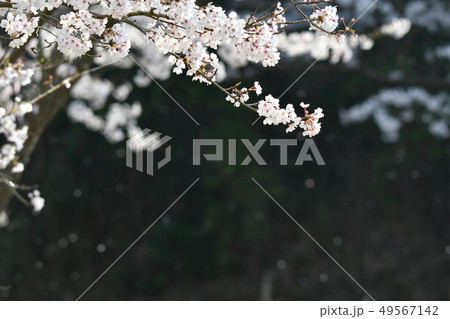 桜・ソメイヨシノ・満開・花吹雪・桜吹雪・四月・快晴・ボケ・玉ボケ 桜・ソメイヨシノ・満開・花吹雪・桜吹雪・四月・快晴・ボケ・玉ボケ 49567142