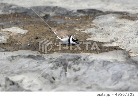 コチドリ 49567205