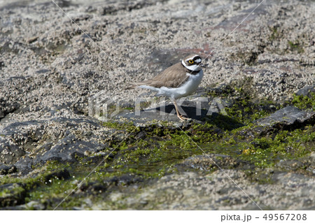 コチドリ 49567208