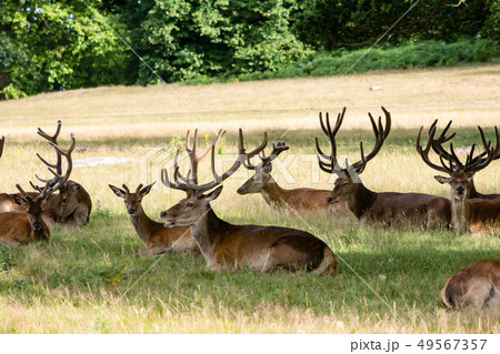 芝生に座り込み一休みするしかたち　イギリスリッチモンドパークにて 49567357