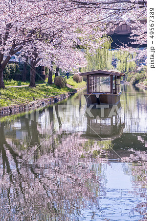 京都 伏見十石舟と桜 京都 伏見十石舟と桜 49567389