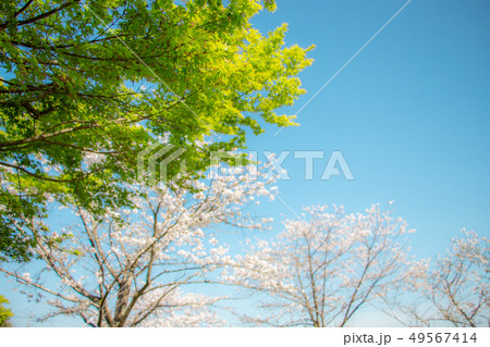 新緑と桜　春の美の競演　山紅葉とソメイヨシノ 49567414