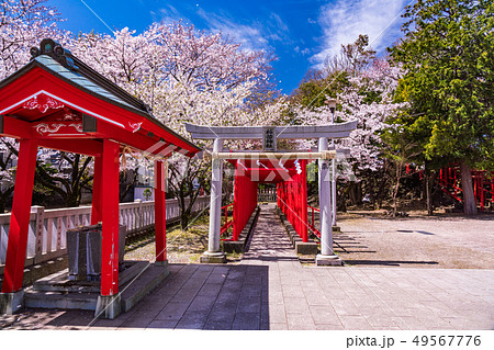（静岡県）伊豆半島ジオパークに認定された割狐塚稲荷神社　桜の季節 49567776