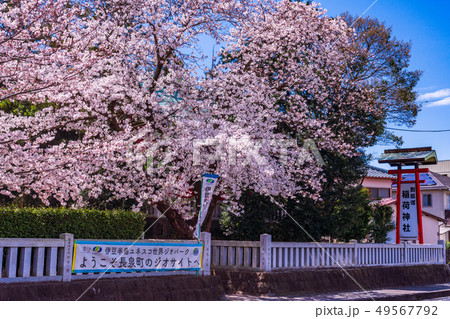 （静岡県）伊豆半島ジオパークに認定された割狐塚稲荷神社　桜の季節 49567792