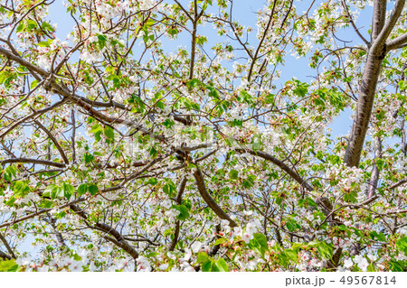 葉桜 葉桜 49567814
