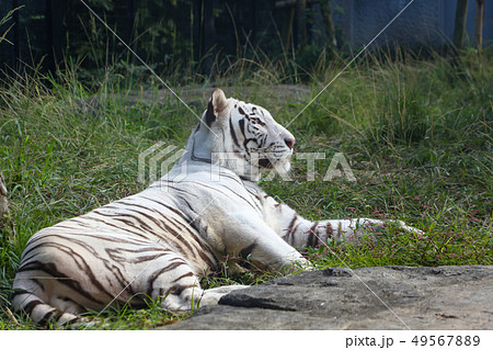 ホワイトタイガー 動物園のホワイトタイガー ホワイトタイガー 動物園のホワイトタイガー 49567889