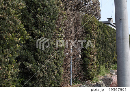 松くい虫に食われた樹 49567995