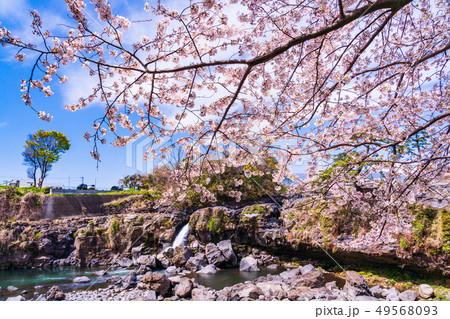 (静岡県)長泉町の鮎壺の滝 桜の季節 (静岡県)長泉町の鮎壺の滝 桜の季節 49568093