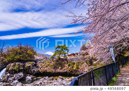 （静岡県）長泉町の鮎壺の滝　桜の季節 49568097