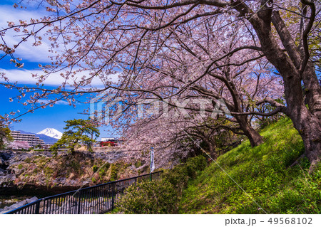 (静岡県)長泉町の鮎壺の滝 桜の季節 (静岡県)長泉町の鮎壺の滝 桜の季節 49568102