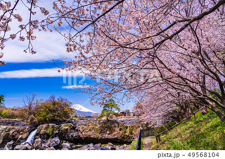 （静岡県）長泉町の鮎壺の滝　桜の季節 49568104