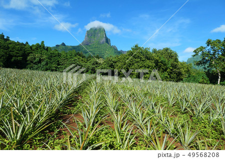 イースター島 イースター島 49568208