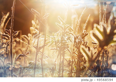 Sunny meadow Sunny meadow 49568594