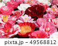 椿の花　 49568812