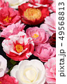 椿の花　 49568813