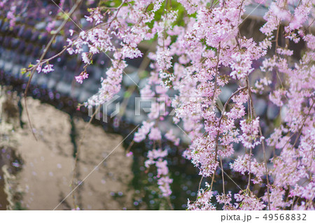 桜と小川 49568832