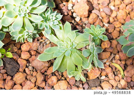 close up green cactus 49568838