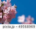 河津桜とミツバチ 49568969