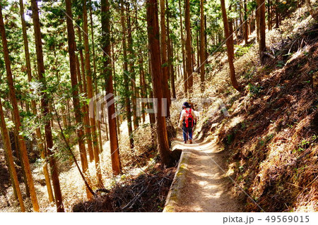 焼森山 ミツマタ群生地 焼森山 ミツマタ群生地 49569015