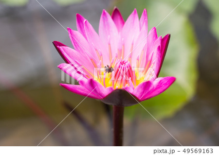 elegance pink lotus flower in water pond elegance pink lotus flower in water pond 49569163
