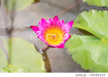 elegance pink lotus flower in water pond elegance pink lotus flower in water pond 49569164